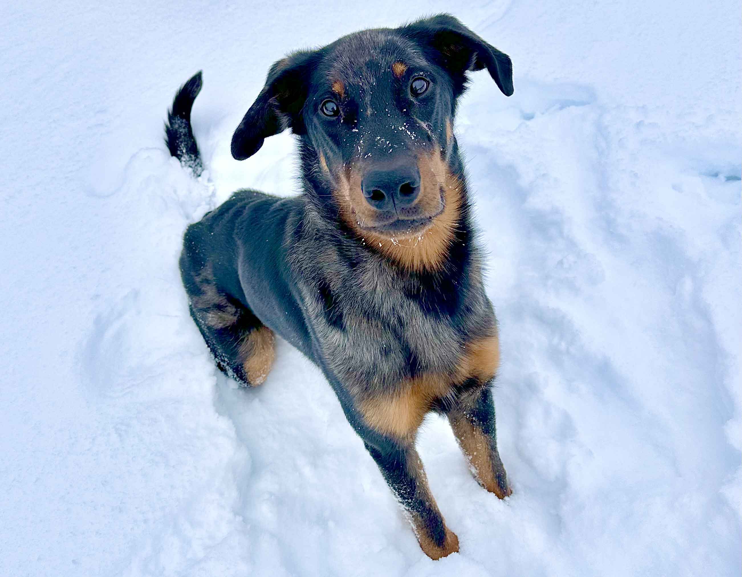 beauceron à adopter au Quebec