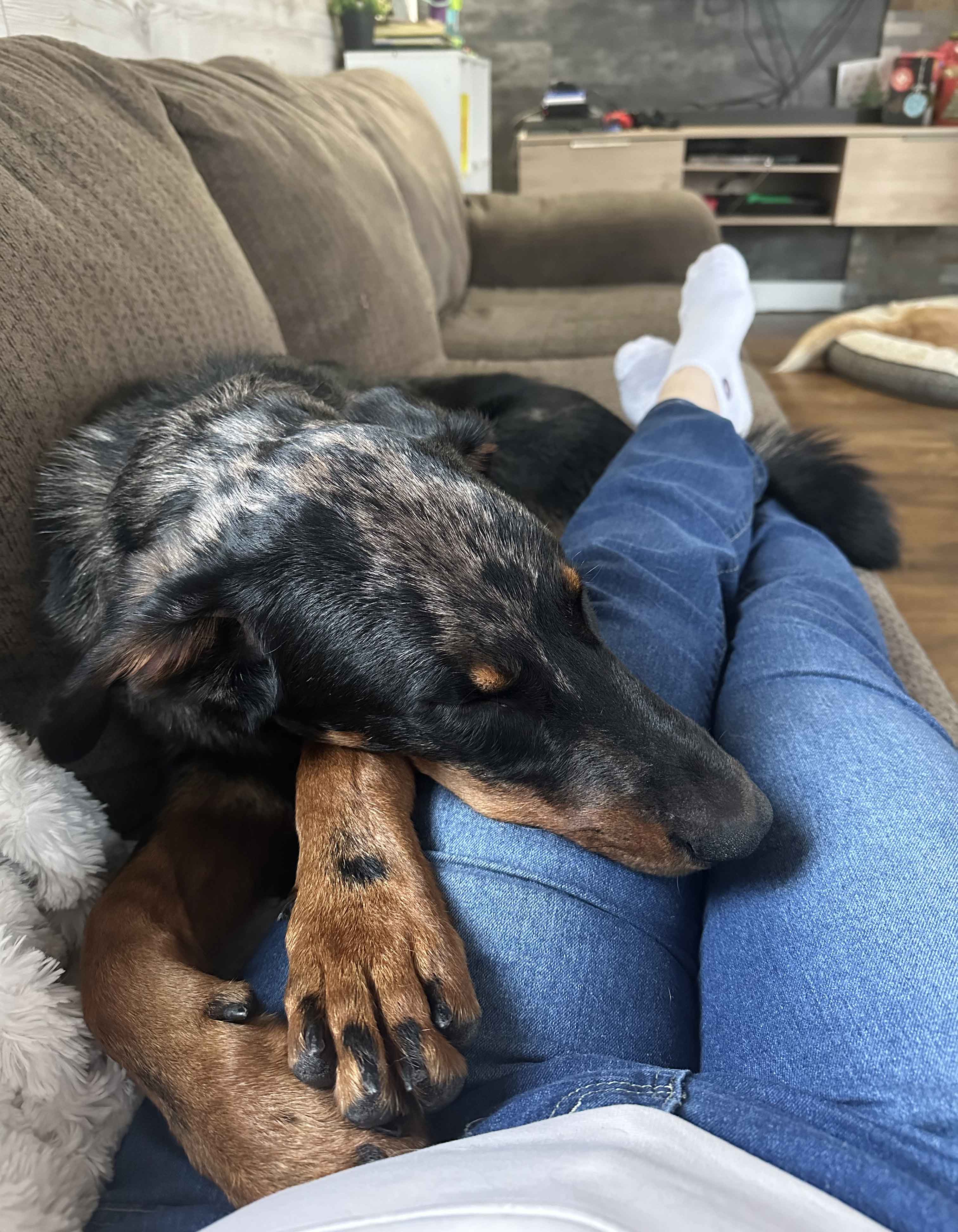 beauceron à adopter au Quebec