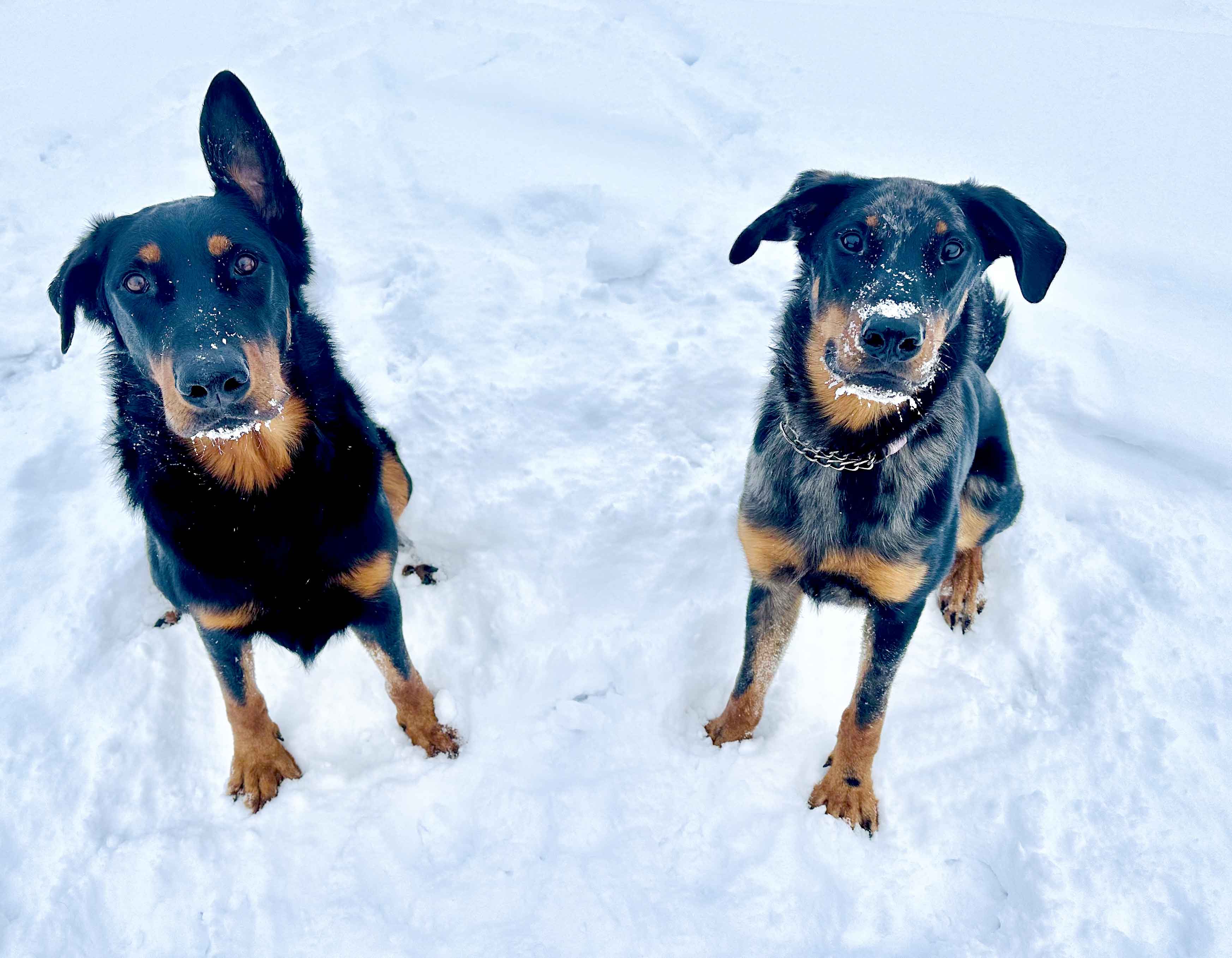 beauceron à adopter au Quebec