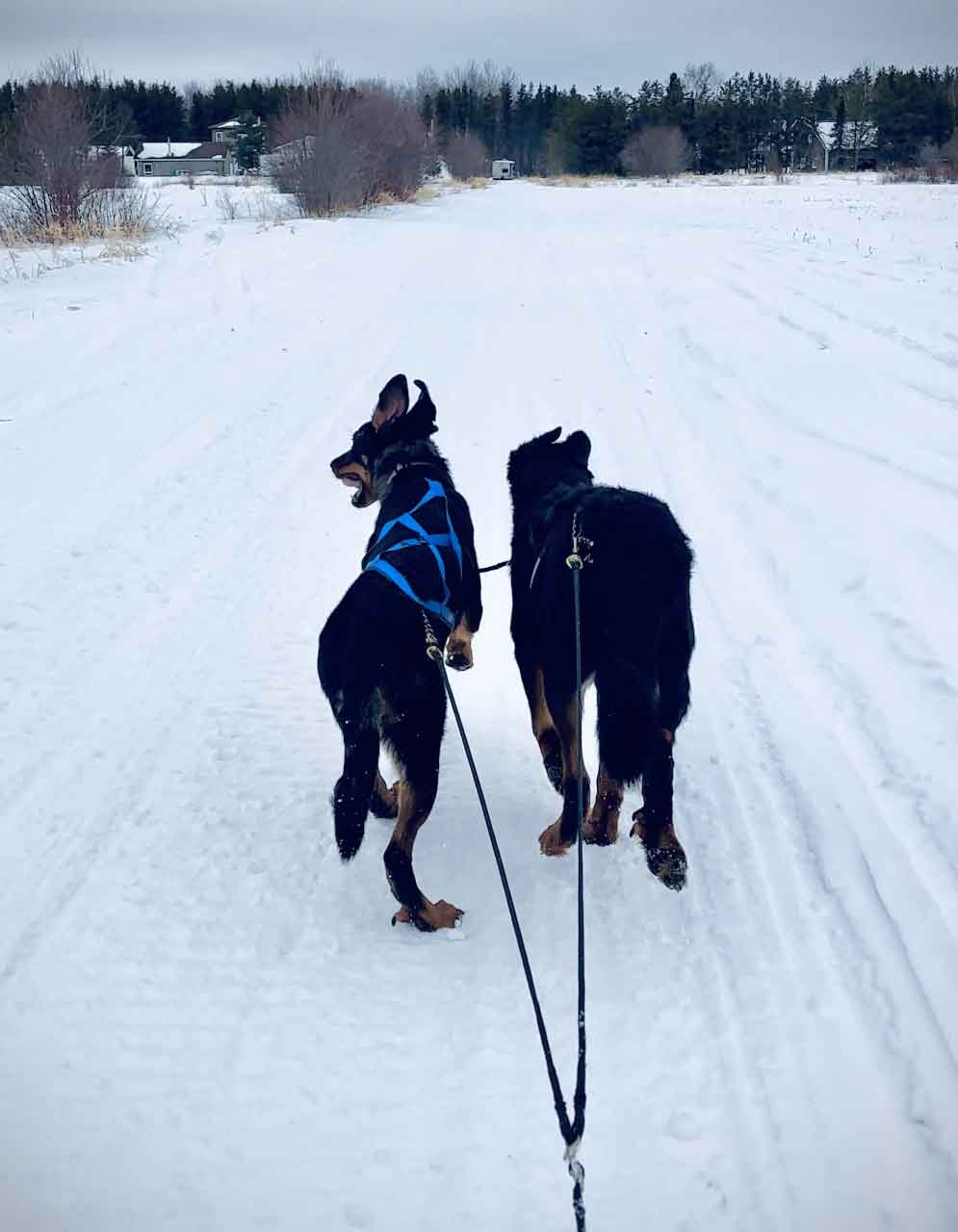 beauceron à adopter au Quebec