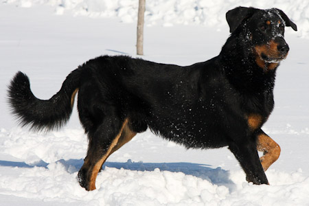 beauceron