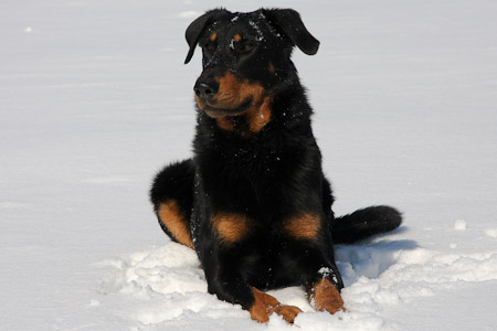 beauceron