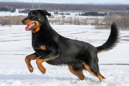 beauceron