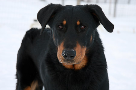 beauceron