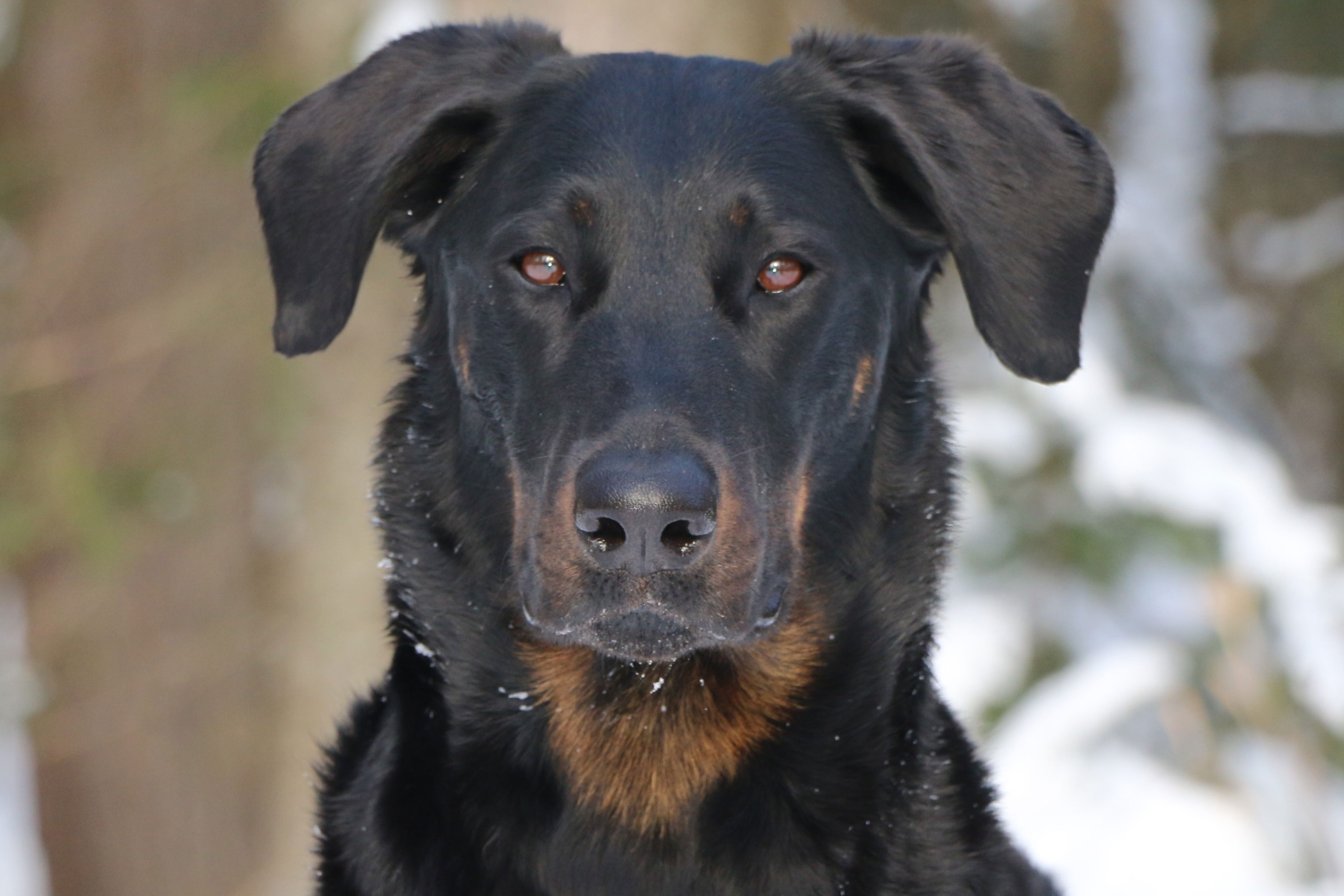 beauceron