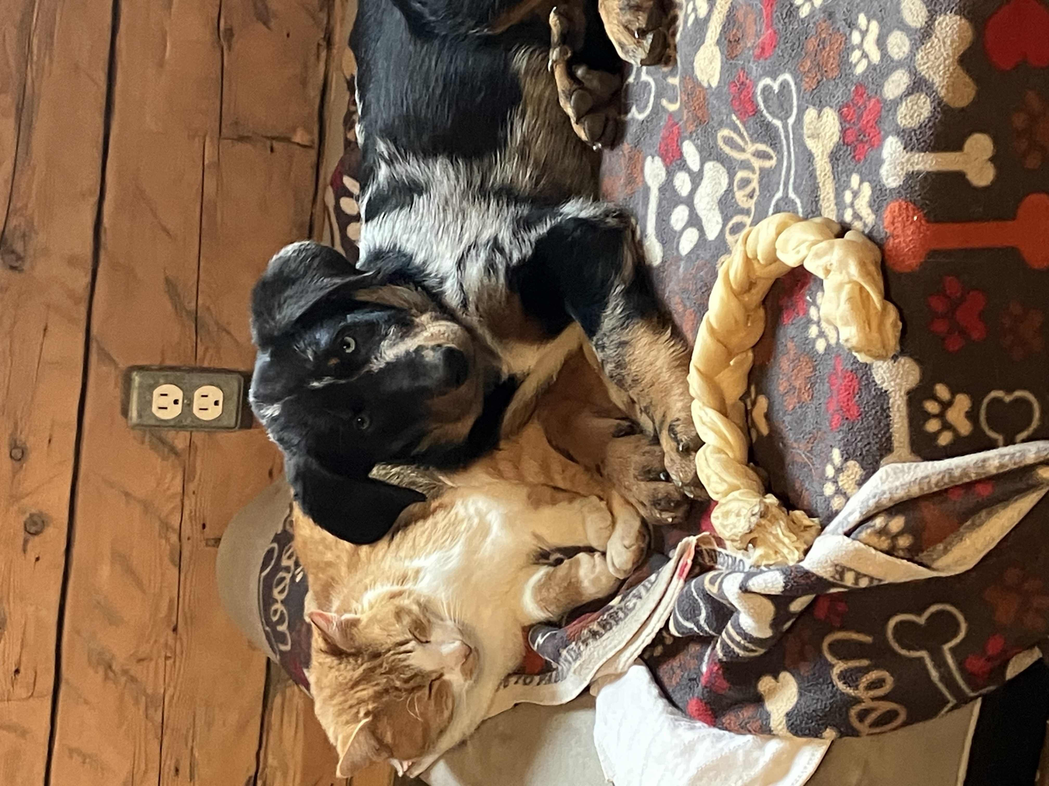 chiot beauceron qui socialise avec un chat