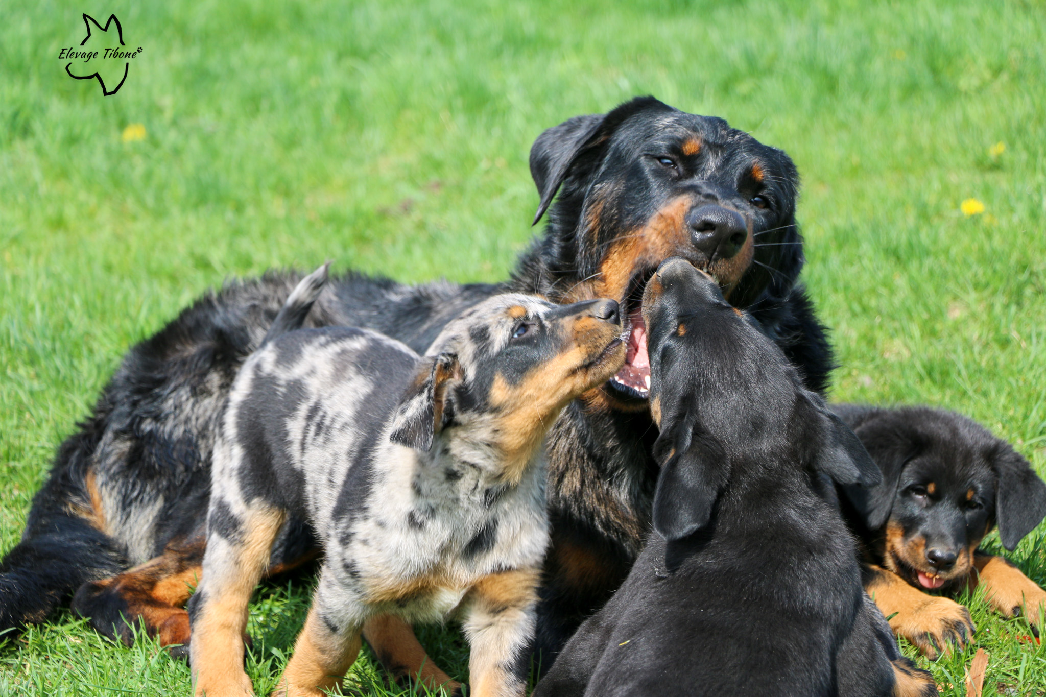 Chiots beauceron qui jouent avec un mâle beauceron adulte