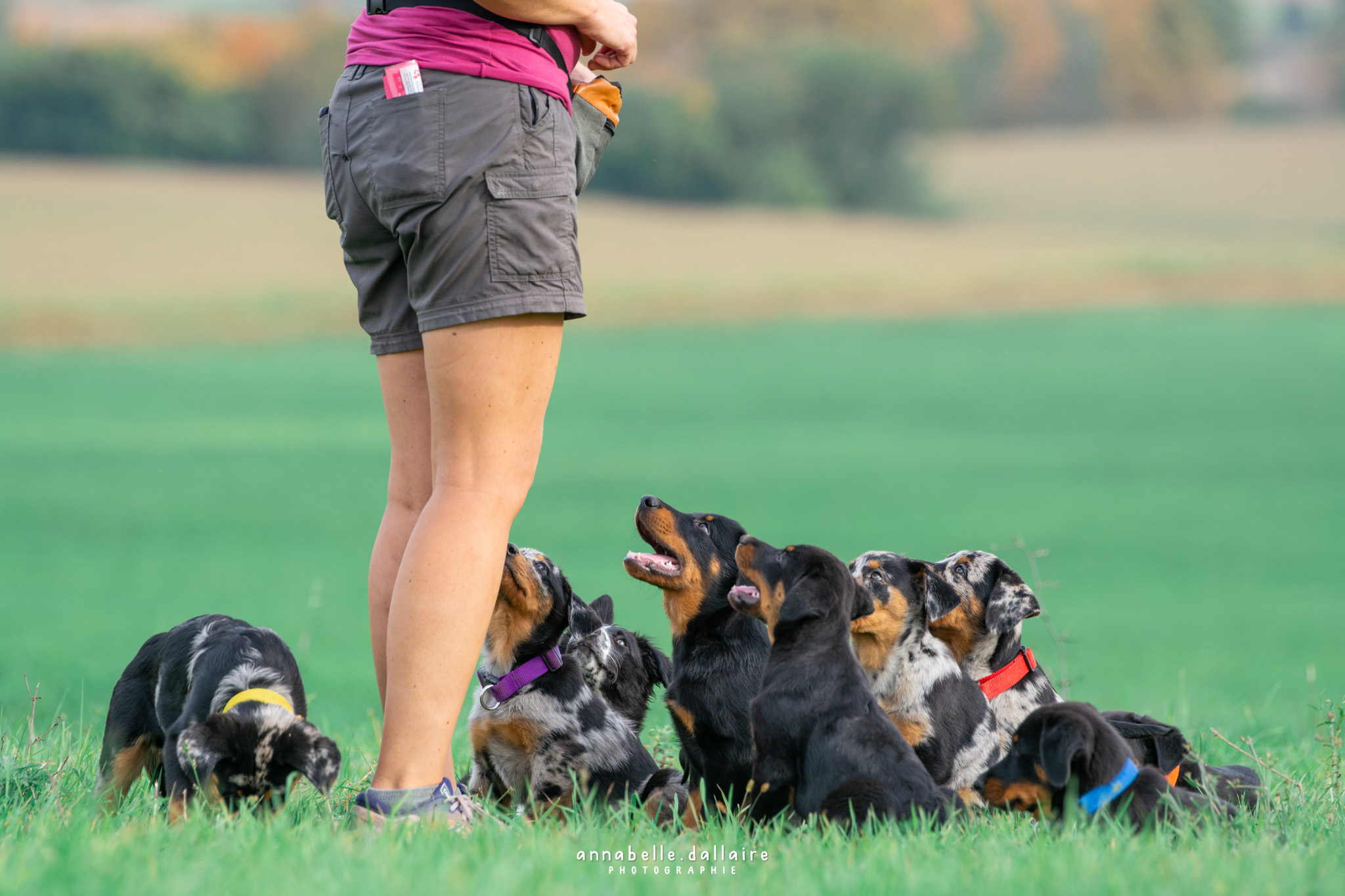 chiots beauceron qui apprennent les bons comportements