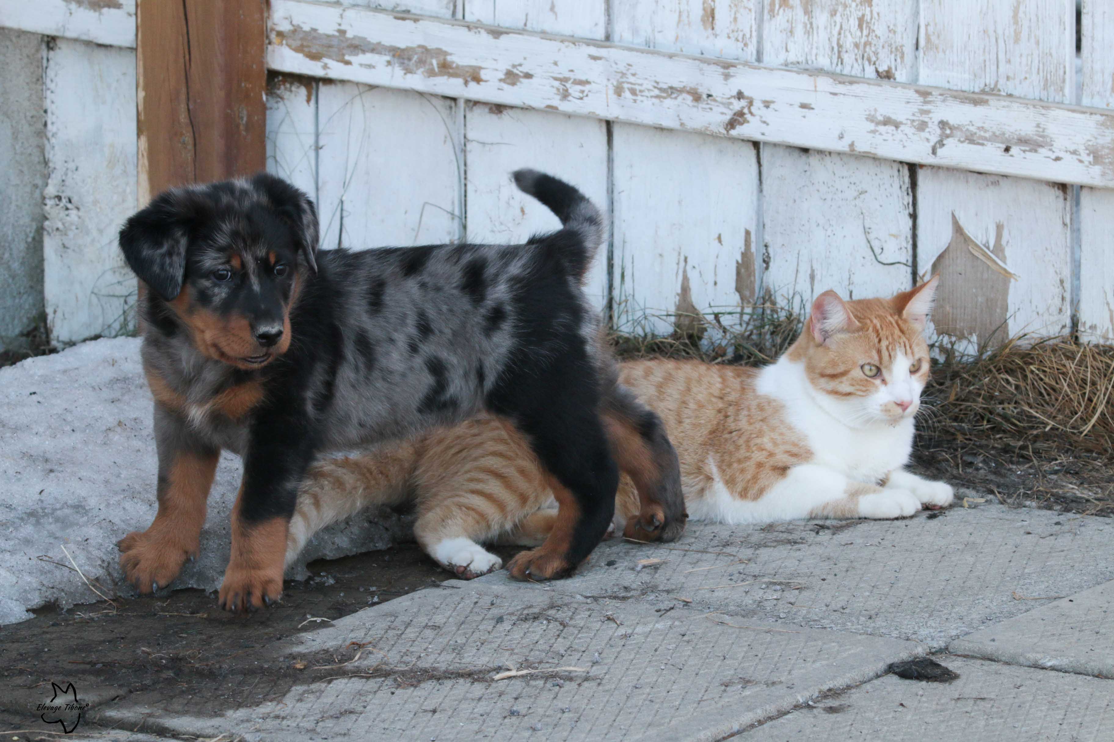 chiot beauceron qui socialise avec un chat