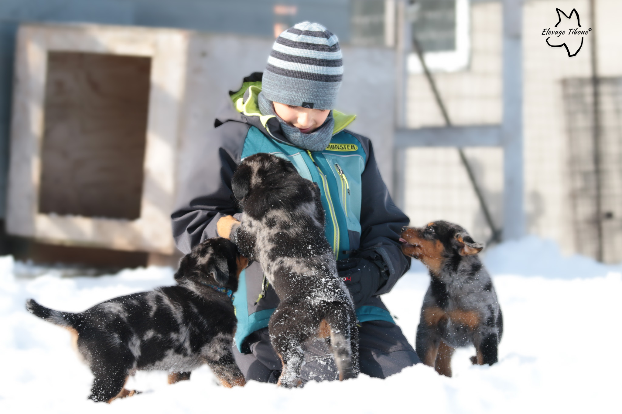 chiots qui socialisent avec un enfant