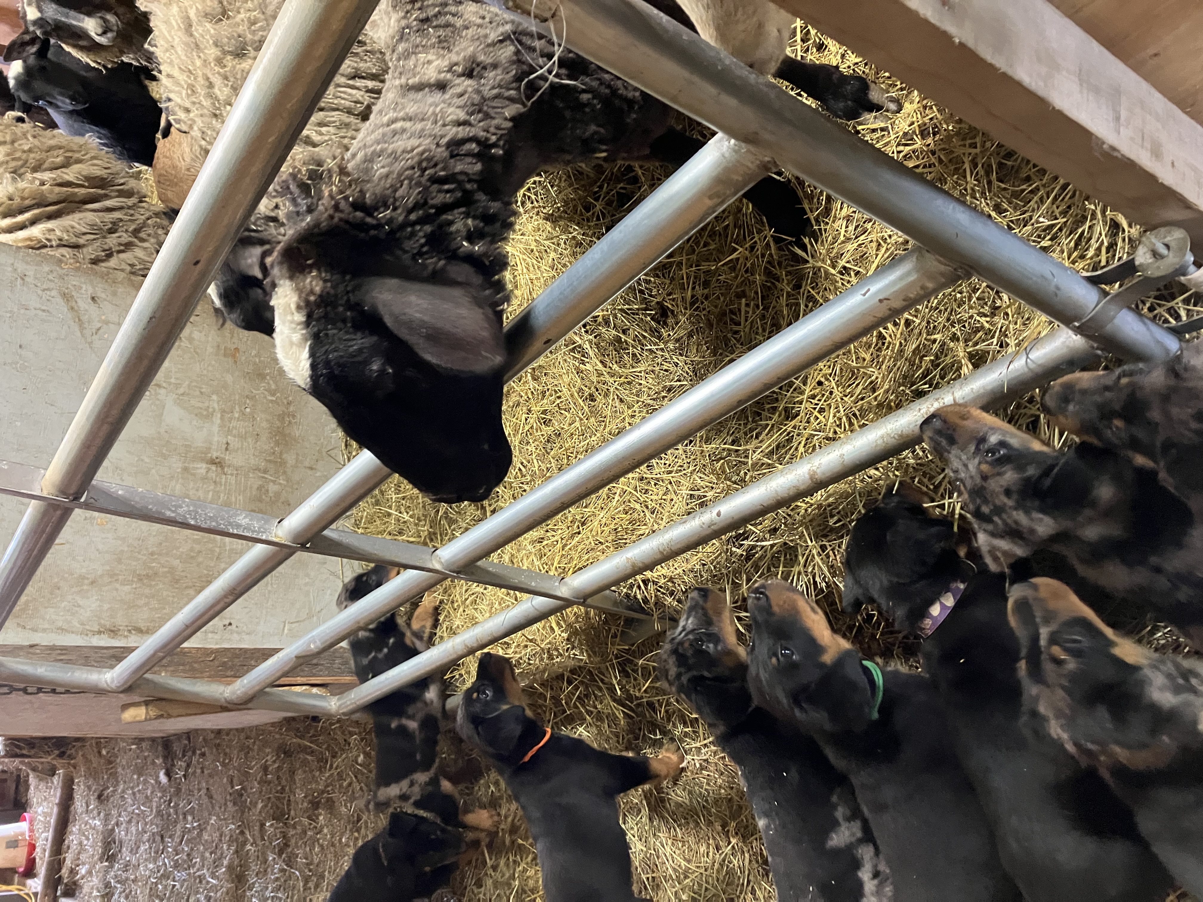 chiot beauceron qui socialise avec des moutons