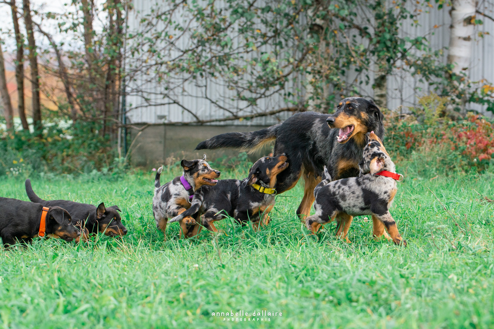 Chiots beauceron qui jouent avec leur mère