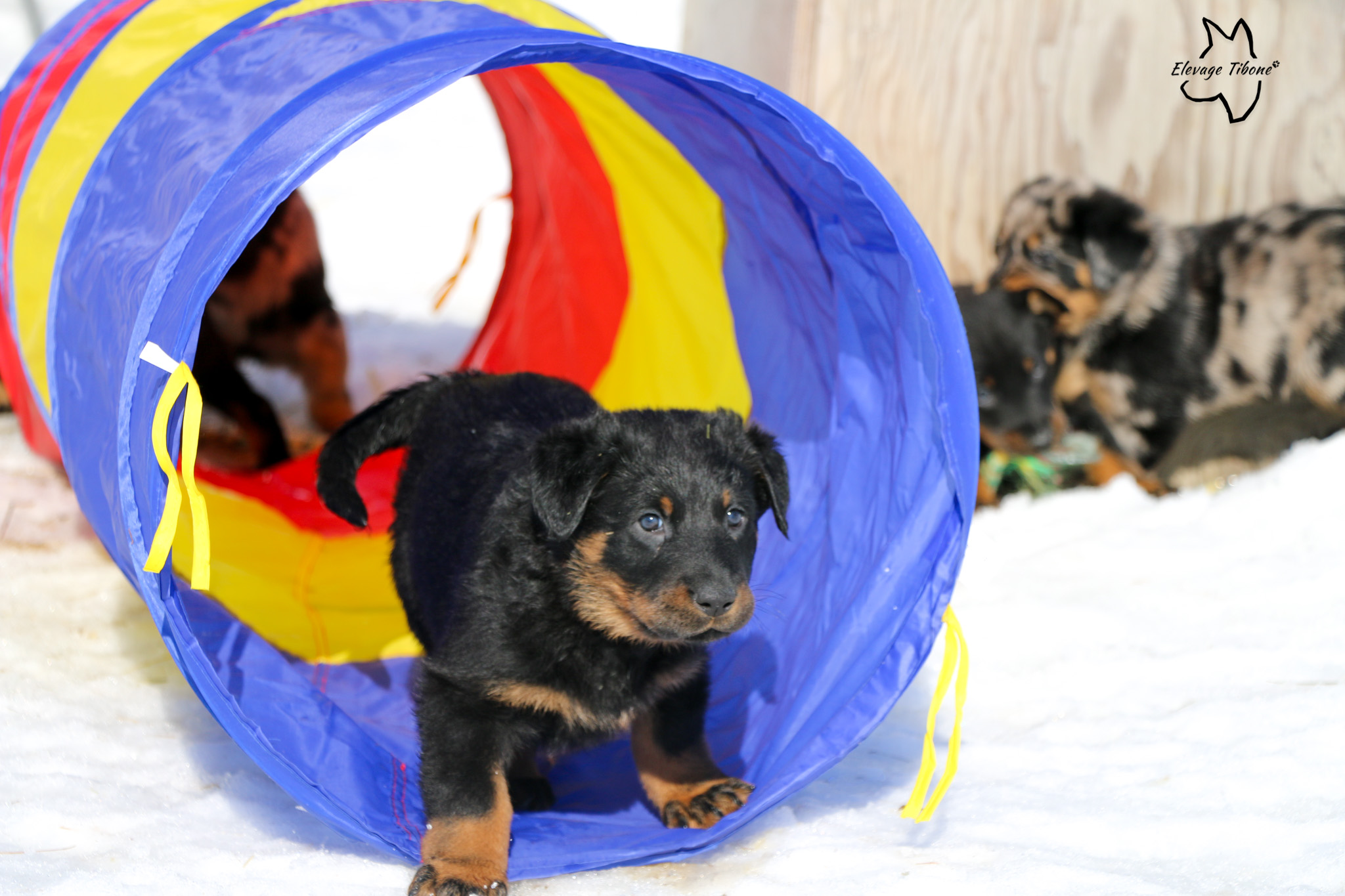 chiot qui joue dans un tunnel d'agilité