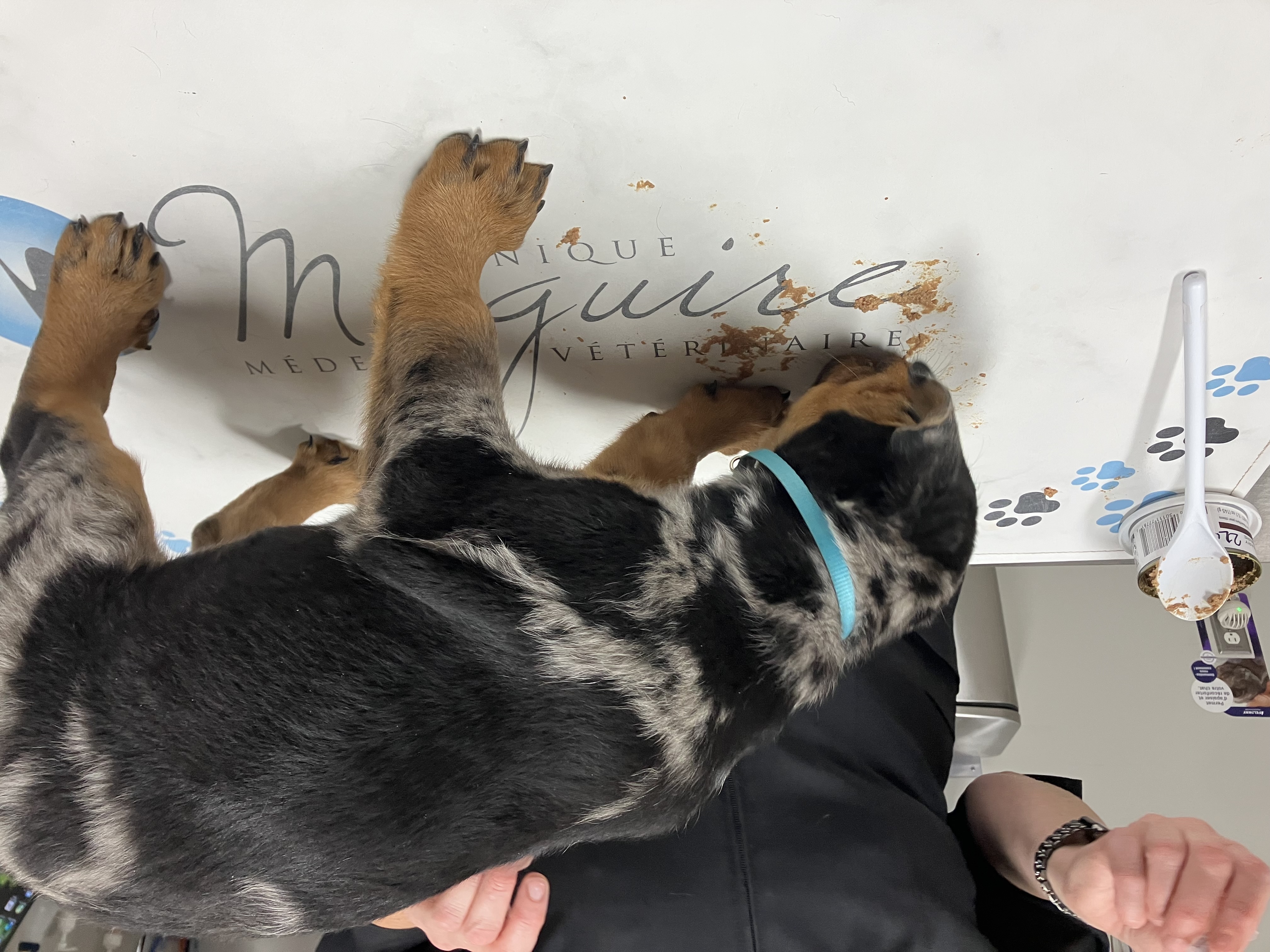 Chiot beauceron qui se fait examiner par le vétérinaire