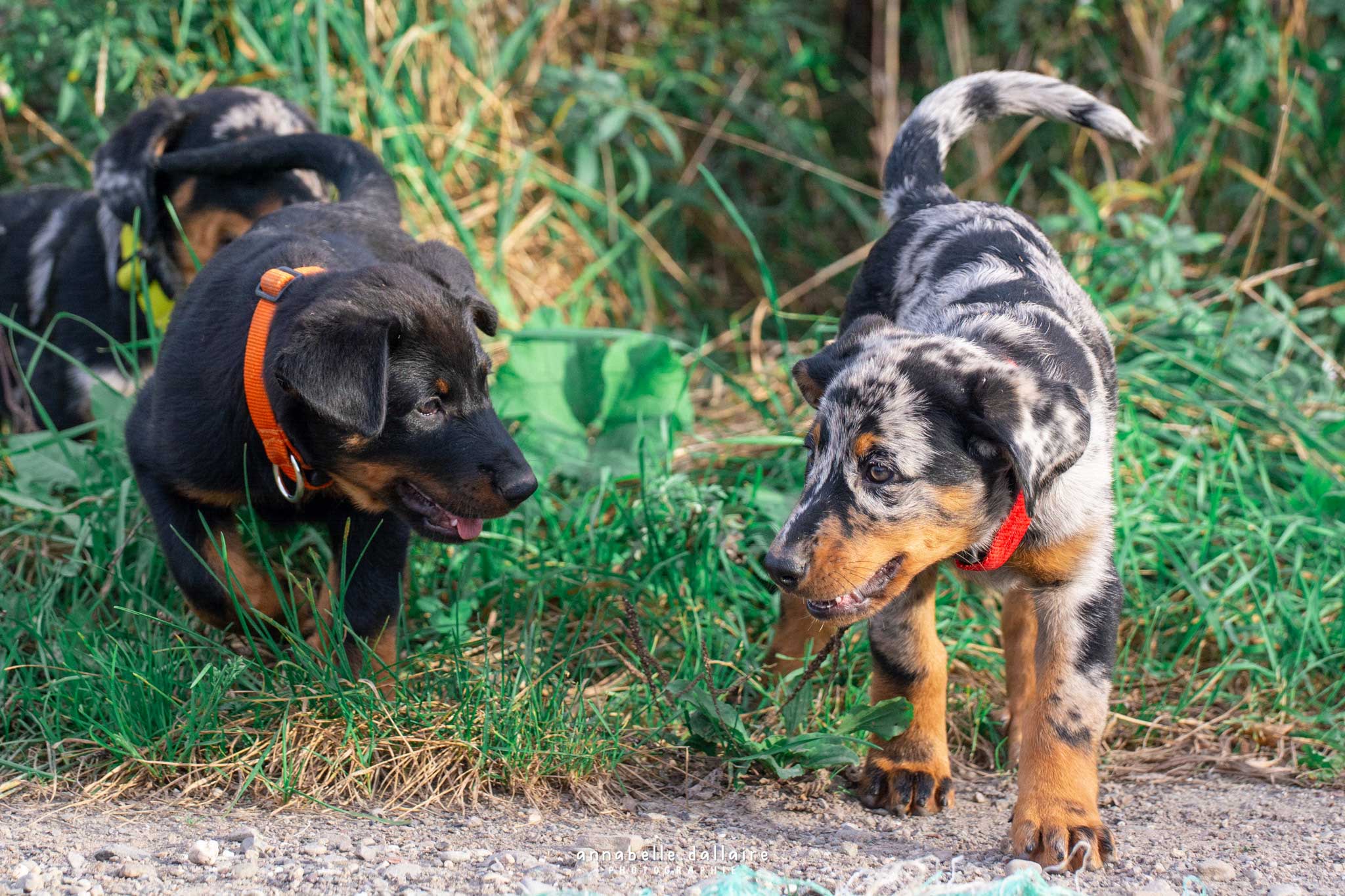 chiot beauceron