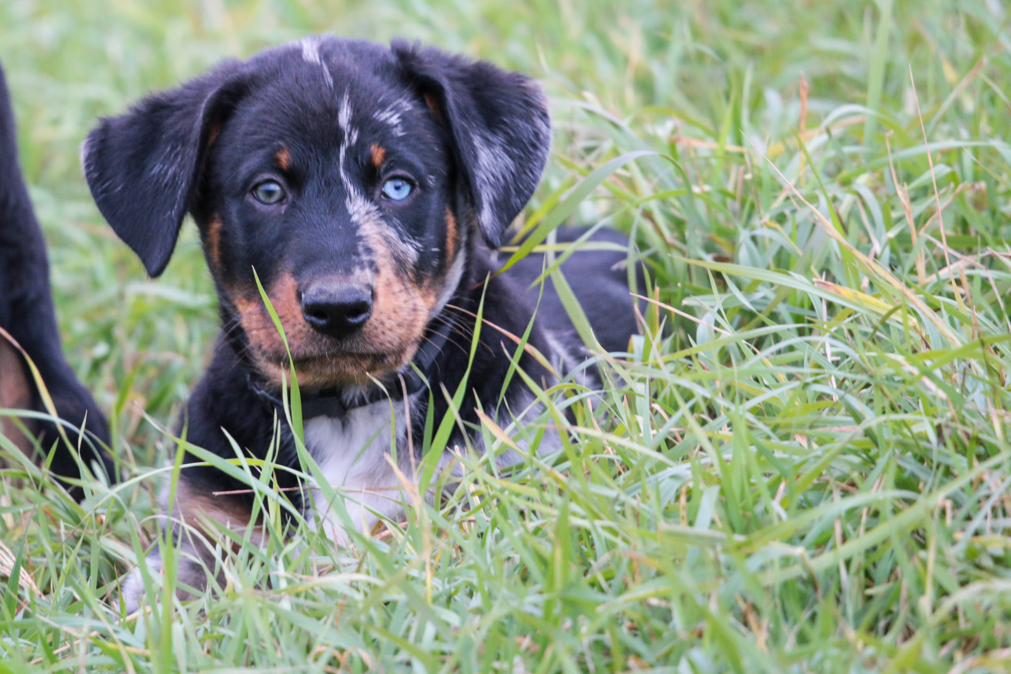 chiot beauceron