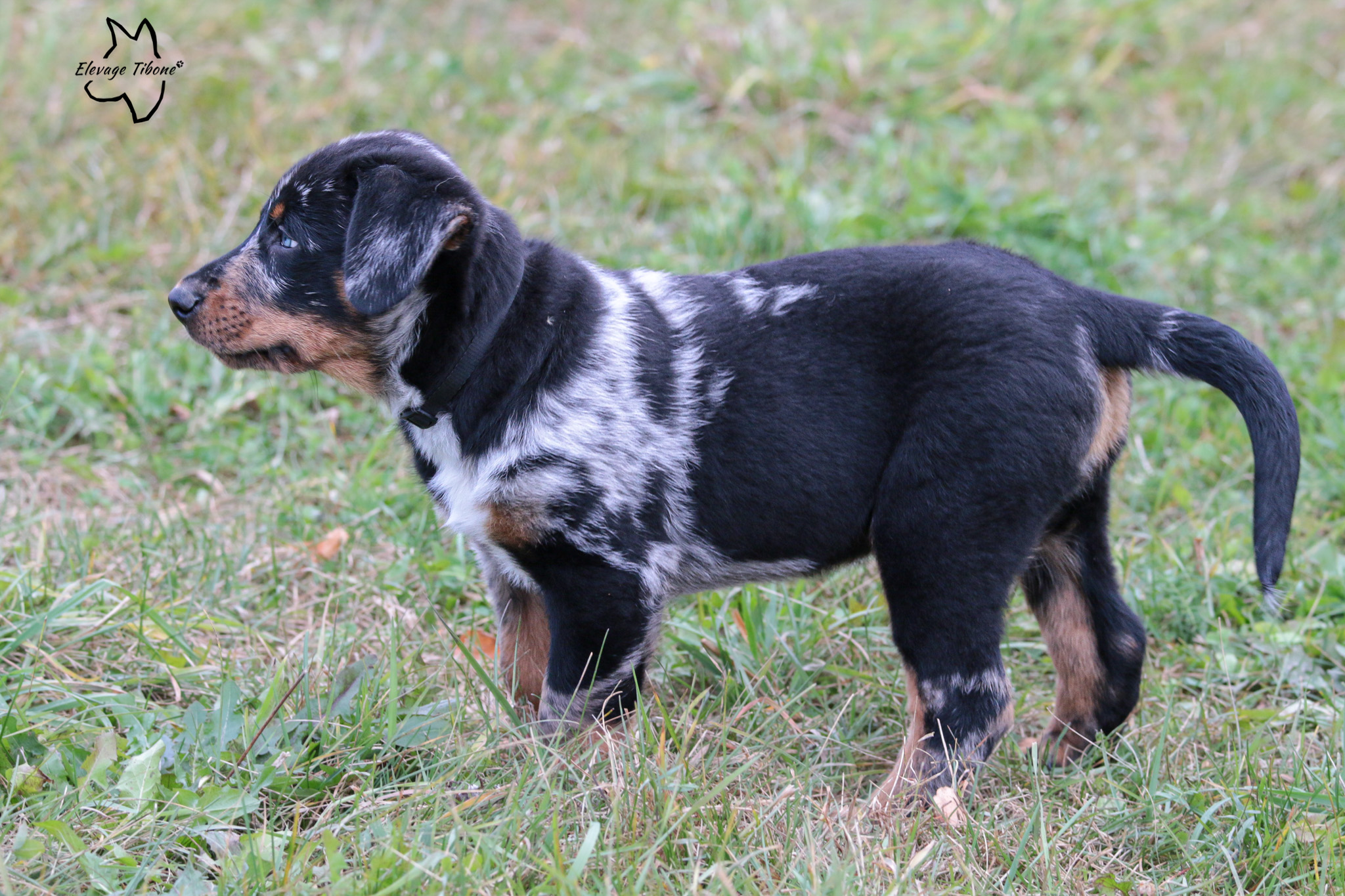 chiot beauceron