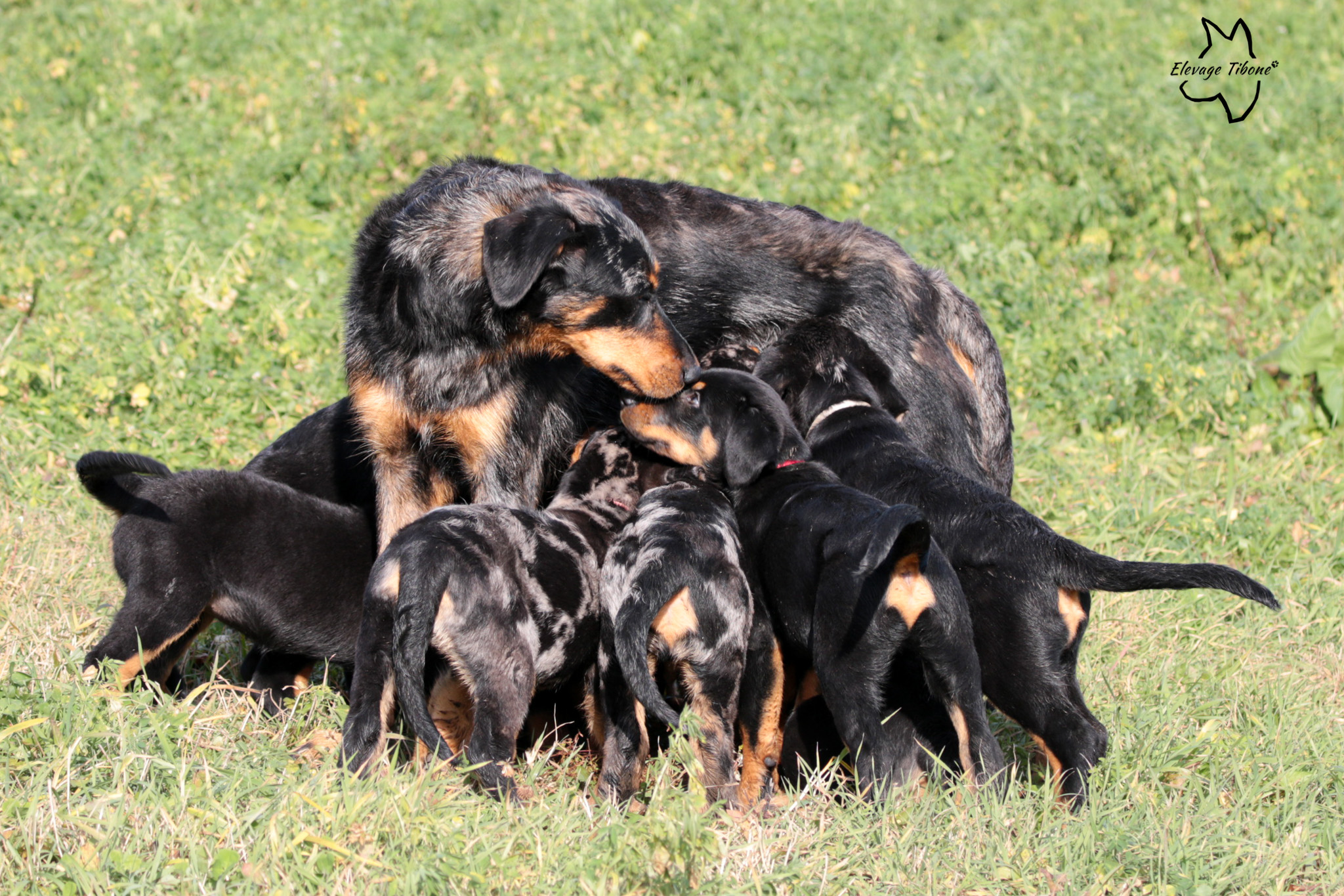 Portée de chiots beauceron jouant avec leur mère